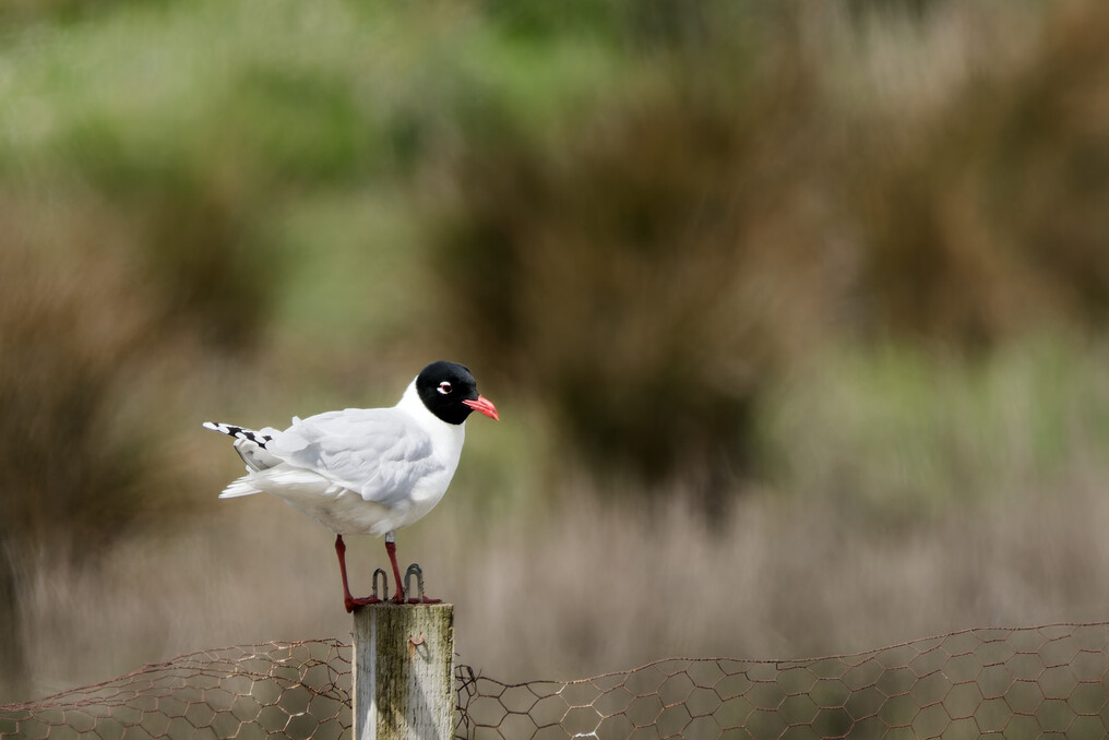 Mediterranean Gull